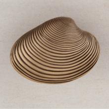 Acorn Manufacturing DP3GP - CLAM SHELL 1-3/8'' X 1-7/8''