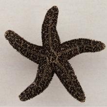 Acorn Manufacturing DPKAP - NATURAL STARFISH 2-1/4'' X 2-1/4''